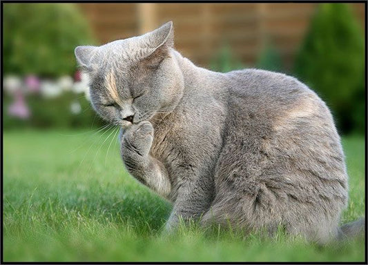 Gato limpiándose en el jardín — salud dental para gatos