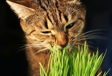 ¿Qué es la hierba gatuna y por qué a los gatos les encanta?