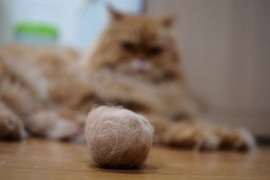 Bolas de pelo en gatos: cómo eliminarlas naturalmente con hierba gatuna