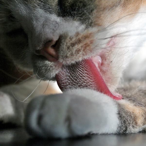 ¿Por qué mi gato vomita con frecuencia? Causas y soluciones naturales