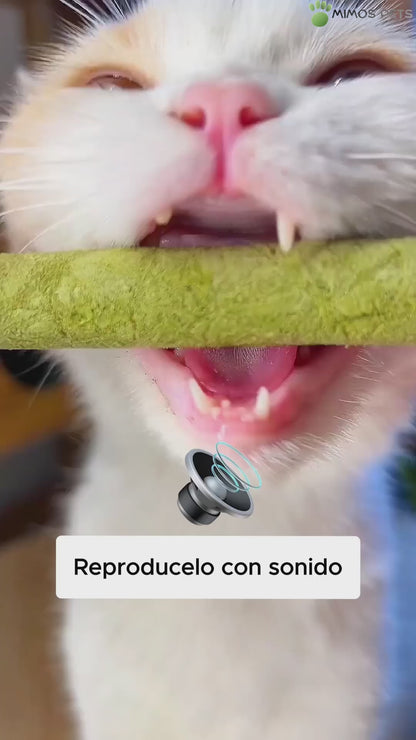 MimosPets – Barritas Dentales de Hierba Gatuna para Gatos | Limpieza Dental Natural